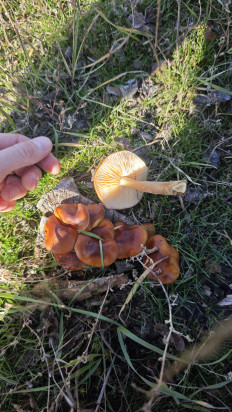 Гриб из Волгоград