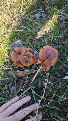 Гриб из Волгоград