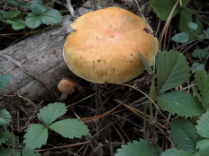 Гриб из Ульяновск