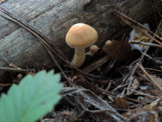 Гриб из Ульяновск