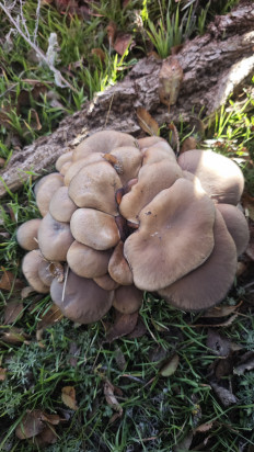 Вёшенка устричная