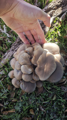 Вёшенка устричная