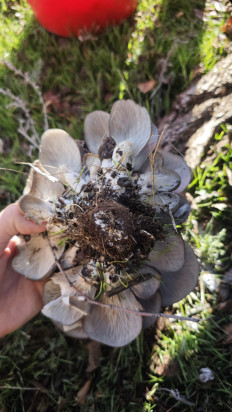 Вёшенка устричная