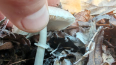 Гриб из Ростовская область