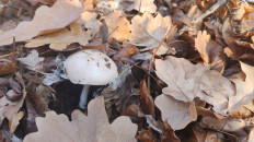 Гриб из Ростовская область