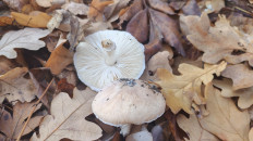 Гриб из Ростовская область