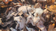 Гриб из Ростовская область