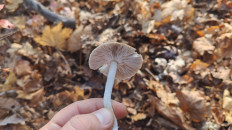 Гриб из Ростовская область