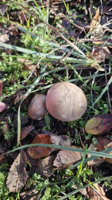 Гриб из Волгоград