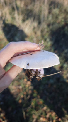 Гриб из Волгоград