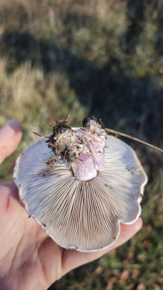 Гриб из Волгоград