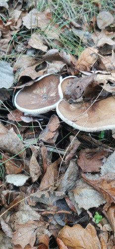 Гриб из Курская область