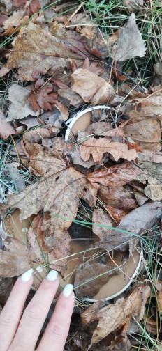 Гриб из Курская область