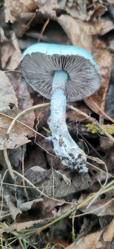 Строфария сине-зеленая