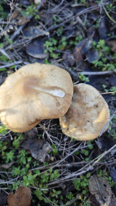 Гриб из Волгоград