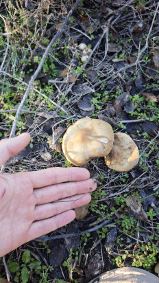 Гриб из Волгоград