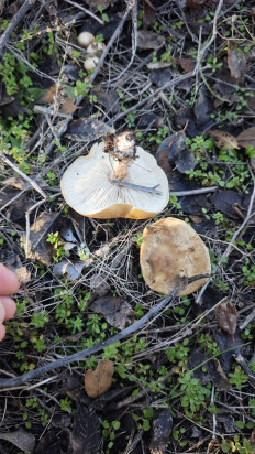 Гриб из Волгоград