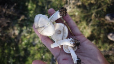 Гриб из Волгоград