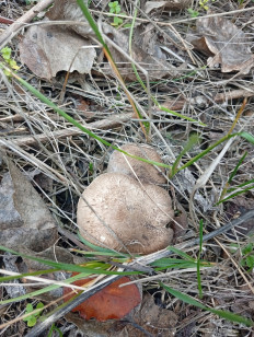 Гриб из Азов