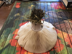 Гриб из Домодедово