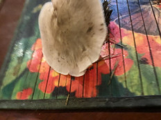 Гриб из Домодедово