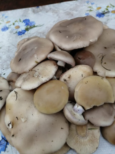 Гриб из Алатырь