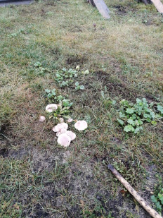 Гриб из Алатырь