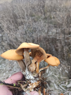 Гриб из Воронеж