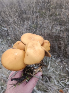 Гриб из Воронеж