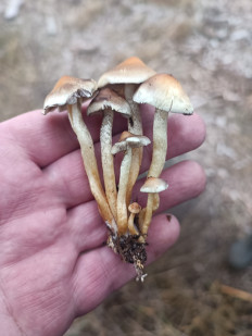 Гриб из Воронеж