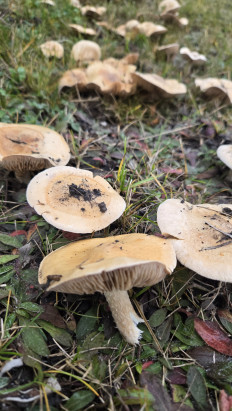 Гриб из Курск