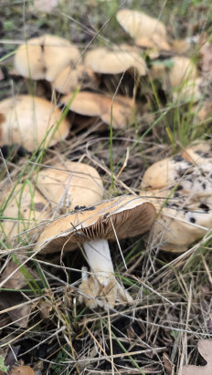 Гриб из Курск