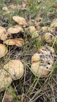 Гриб из Курск