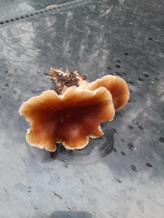 Гриб из Москва