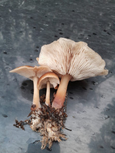 Гриб из Москва