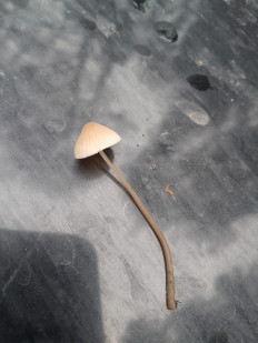 Гриб из Москва