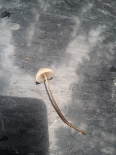 Гриб из Москва