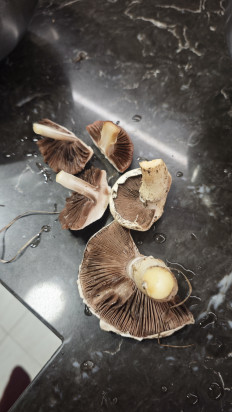 Гриб из Волгоград