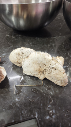 Гриб из Волгоград