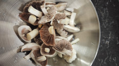 Гриб из Волгоград