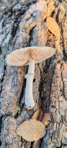 Гриб из Астрахань