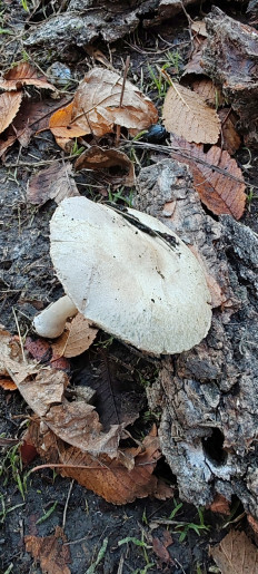 Гриб из Астрахань