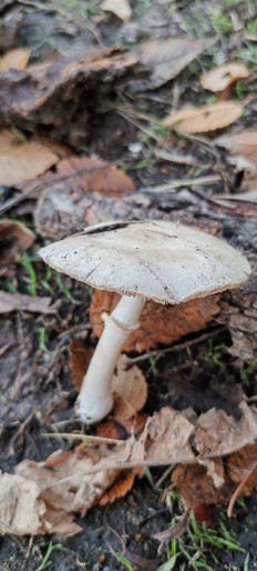 Гриб из Астрахань