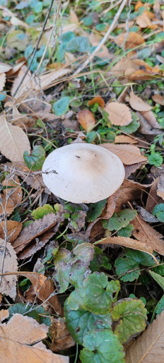 Гриб из Астрахань