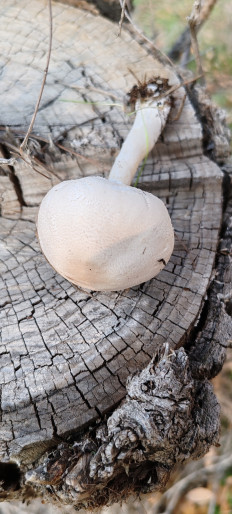 Гриб из Астрахань