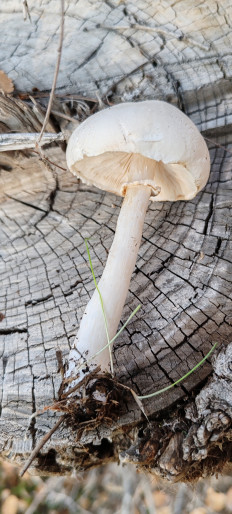 Гриб из Астрахань