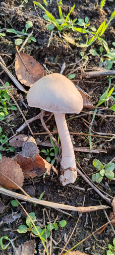 Гриб из Астрахань