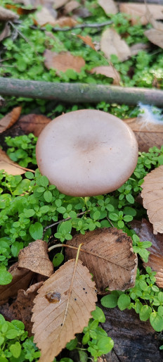 Гриб из Астрахань