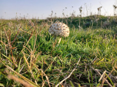 Гриб из Армавир