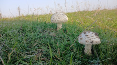 Гриб из Армавир